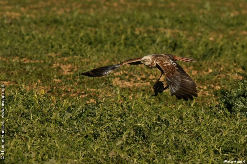 Western Marsh Harrier male, identification, Flight, feeding habits
