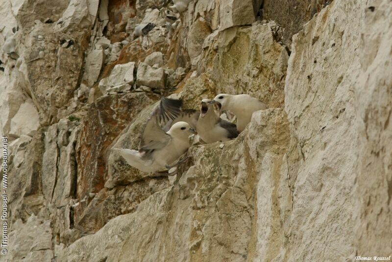 Northern Fulmar, identification, Reproduction-nesting, Behaviour