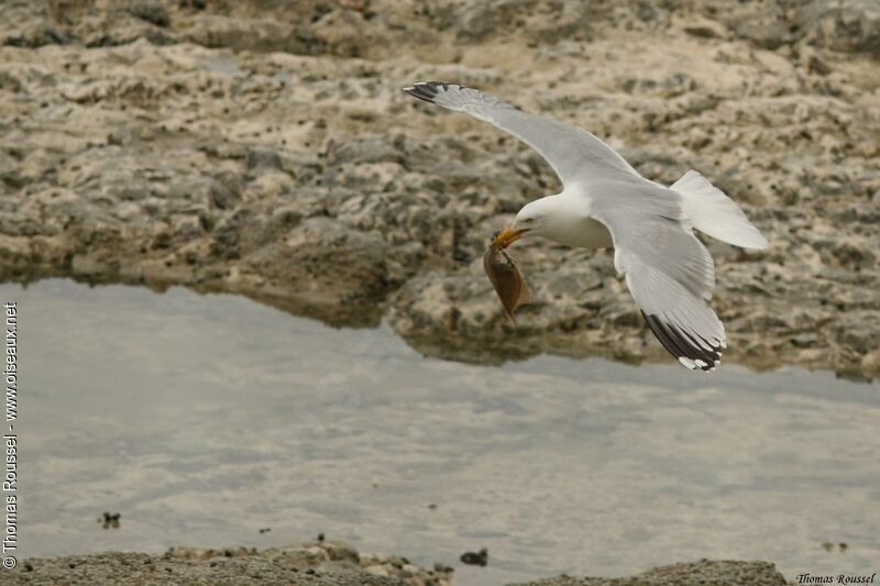 European Herring Gull, Flight, feeding habits