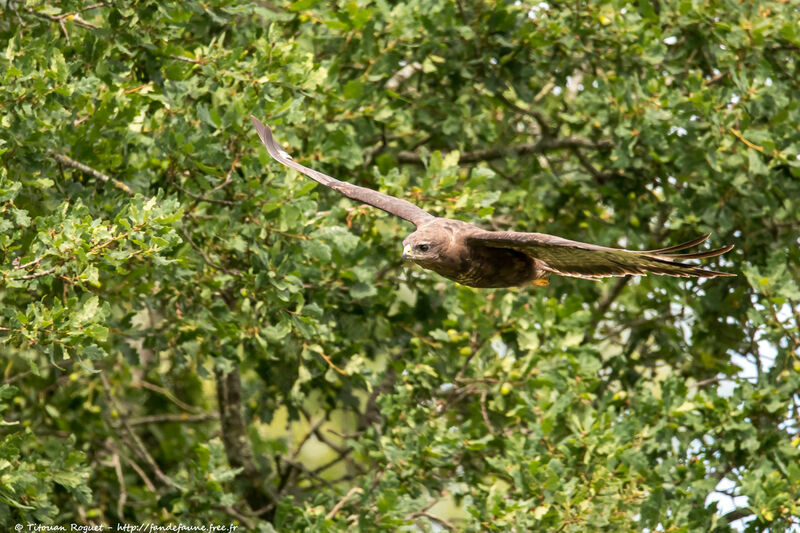 Common Buzzard, Flight