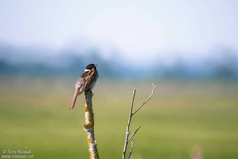 Common Reed Bunting male adult breeding, identification, aspect