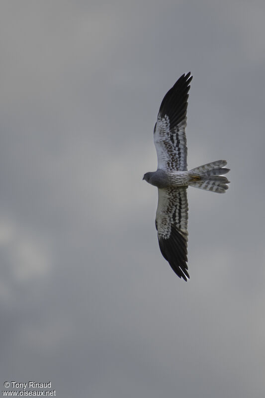 Montagu's Harrier male adult, identification, aspect, Flight