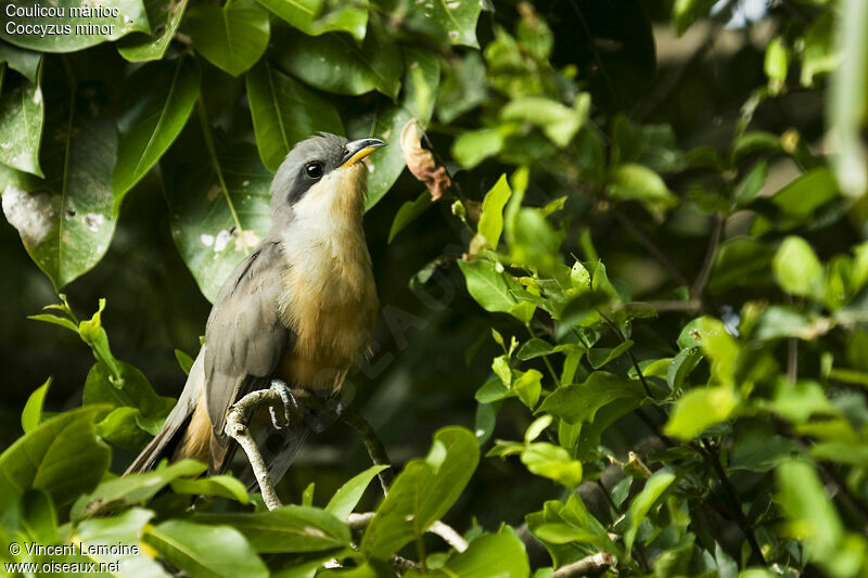Mangrove Cuckooadult