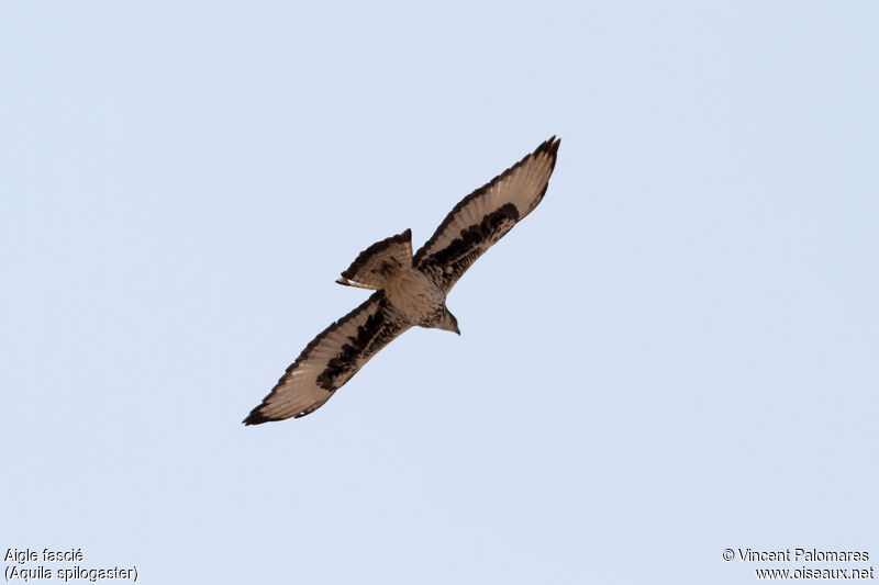 African Hawk-Eagleadult, Flight