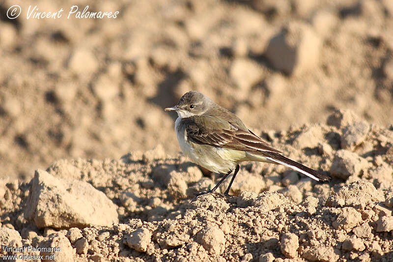 Western Yellow Wagtail female adult, pigmentation