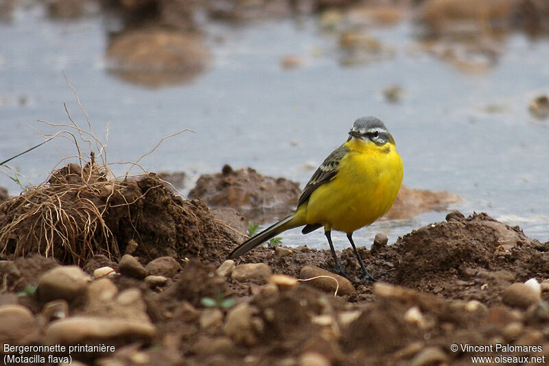 Western Yellow Wagtail male