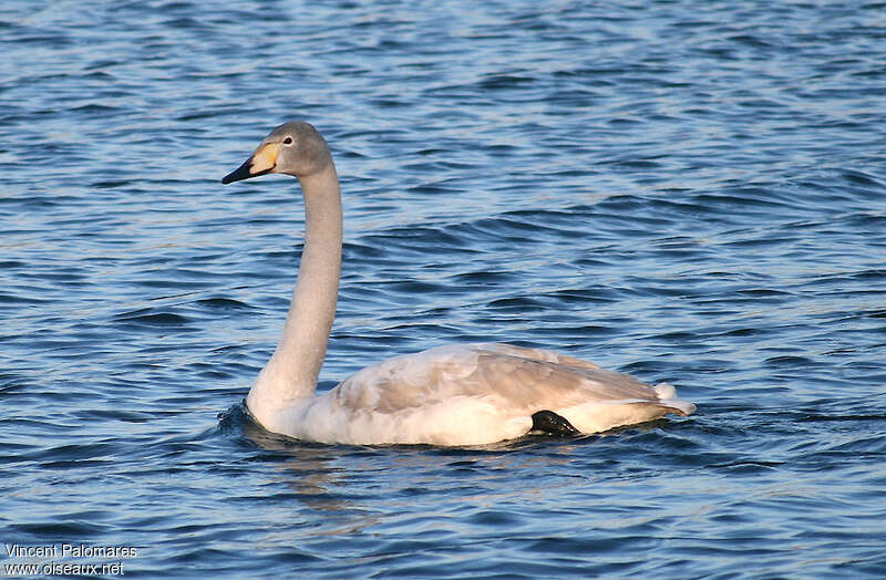 Whooper SwanSecond year, identification