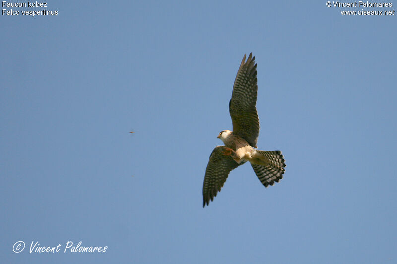 Red-footed Falcon female Second year