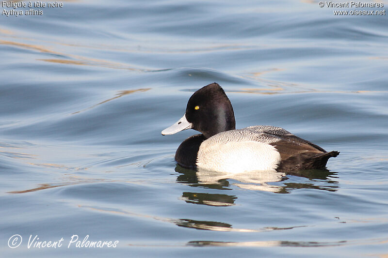Lesser Scaup male adult