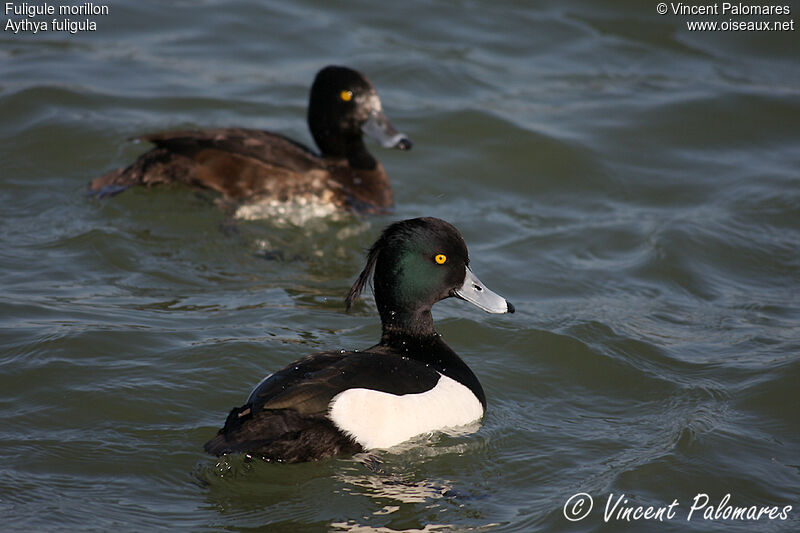 Tufted Duck 