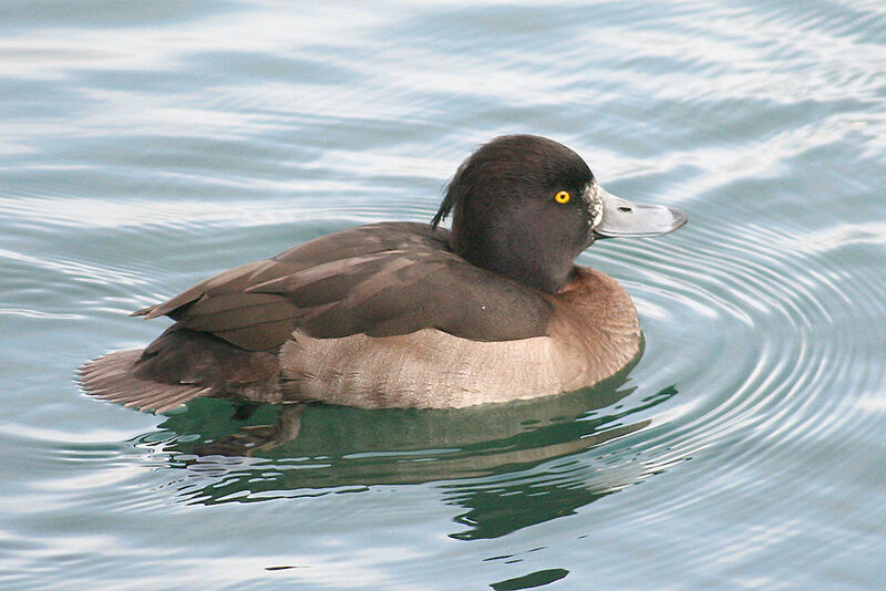 Tufted Duck male adult post breeding, identification