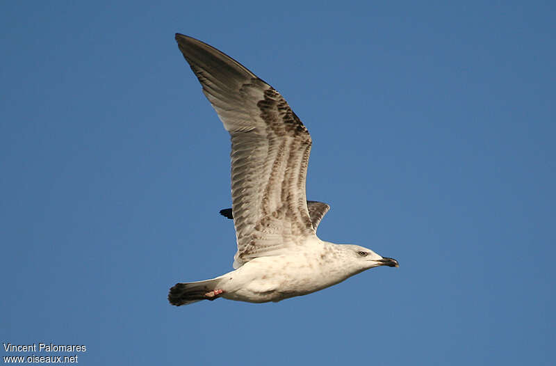Yellow-legged GullSecond year, pigmentation, Flight