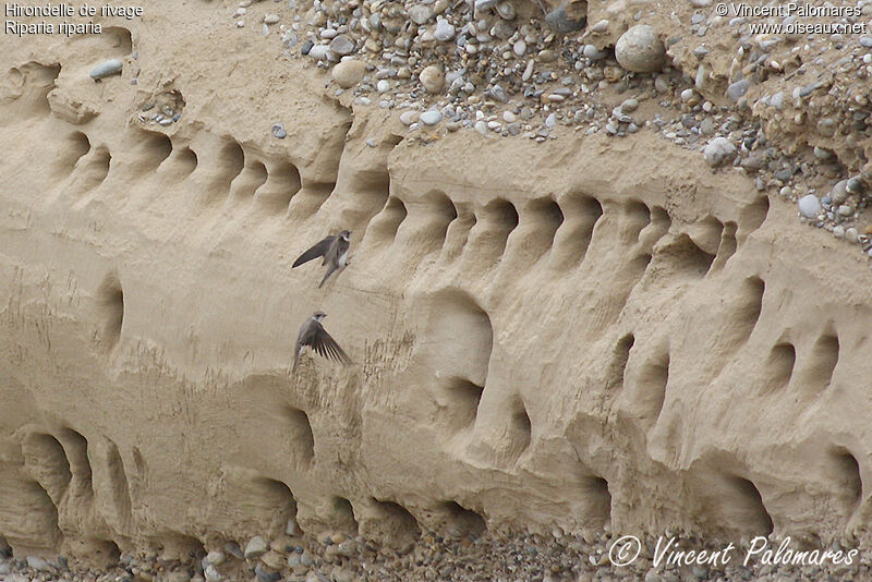 Sand Martin, Reproduction-nesting