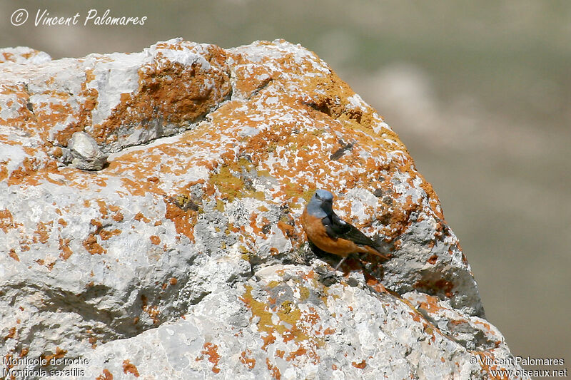 Common Rock Thrush male