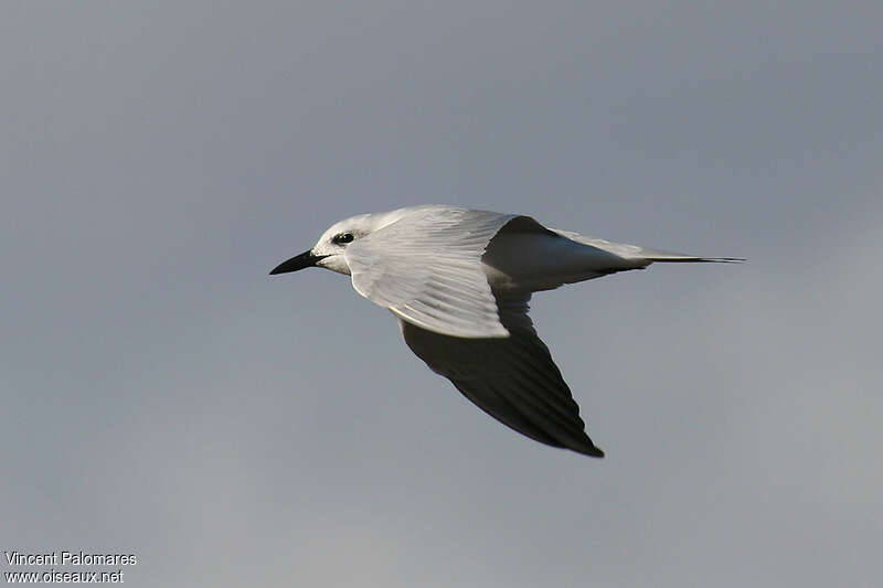 Gull-billed Ternadult post breeding, Flight