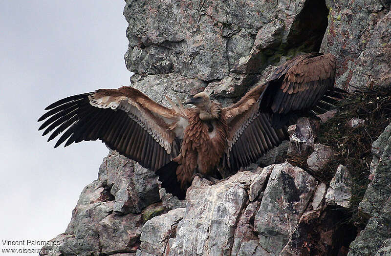 Griffon VultureSecond year, identification