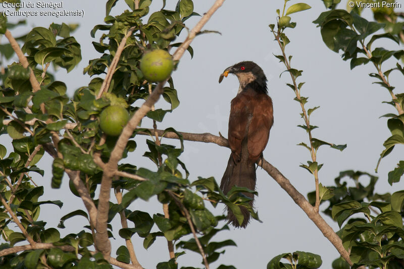 Senegal Coucaladult, close-up portrait, eats, Reproduction-nesting