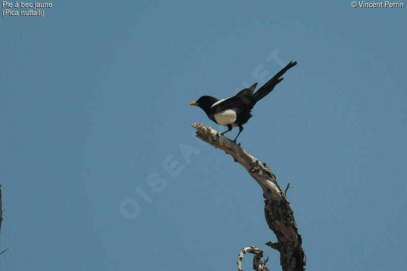 Yellow-billed Magpieadult