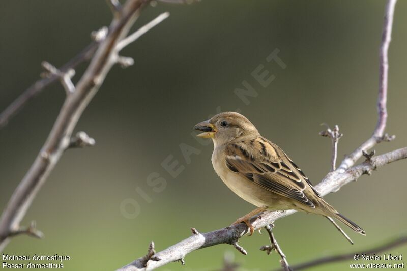 House Sparrowjuvenile, identification
