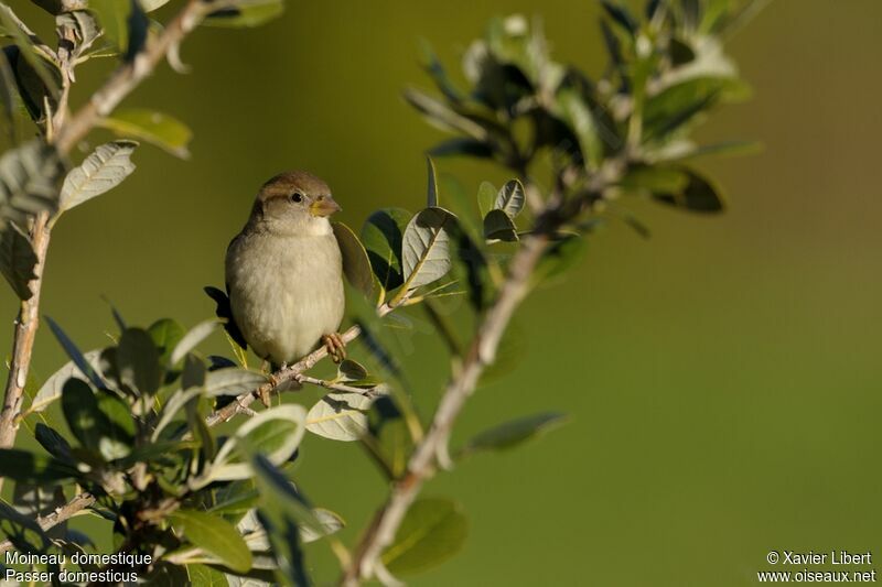 House Sparrowjuvenile, identification