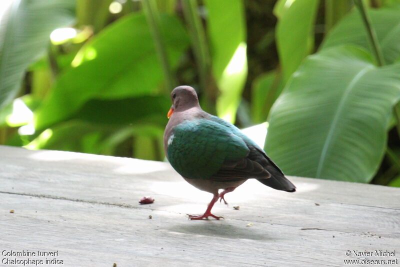 Common Emerald Dove, identification