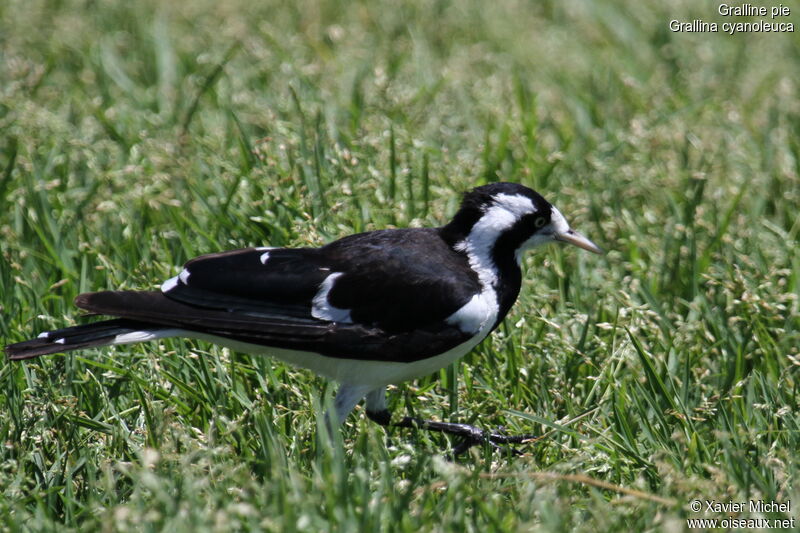 Magpie-lark female adult, identification