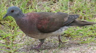 Malagasy Turtle Dove