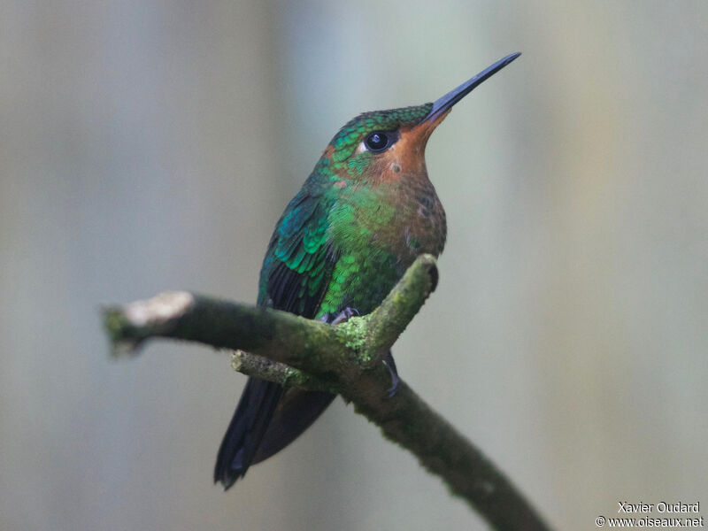 Green-crowned Brilliant male juvenile