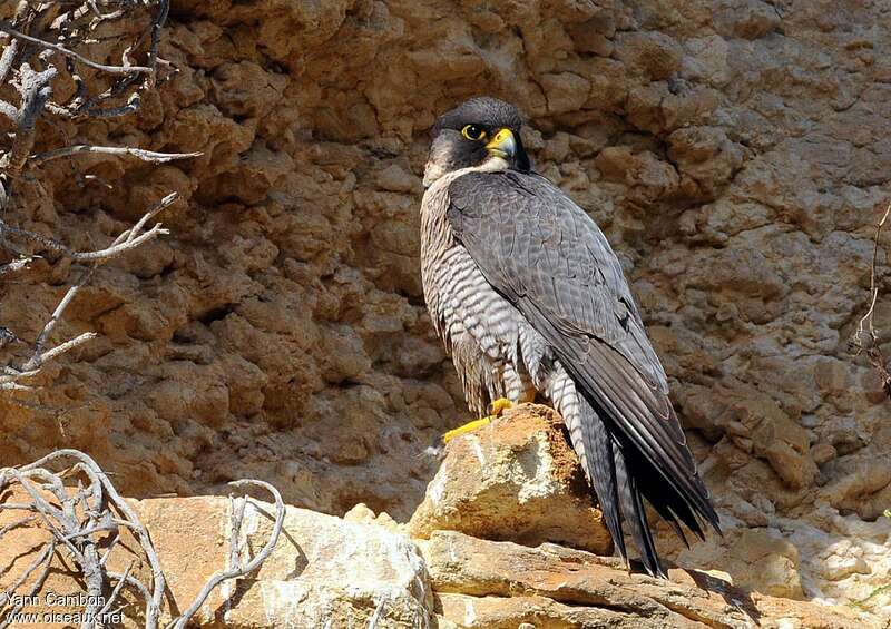 Peregrine Falcon female adult breeding, identification