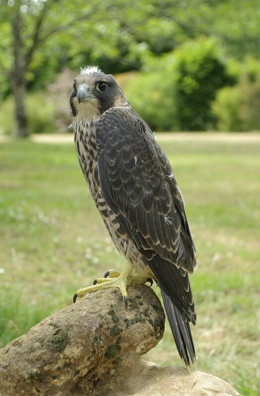Peregrine Falcon female immature