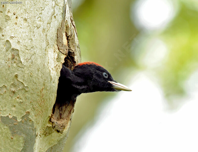 Black Woodpeckerjuvenile