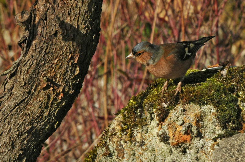 Eurasian Chaffinch male adult