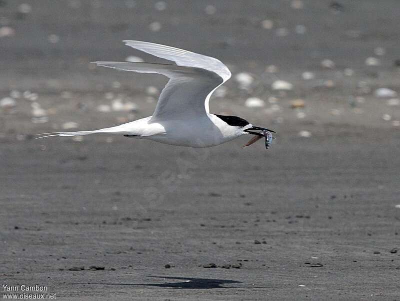 White-fronted Ternadult, Flight, feeding habits, fishing/hunting, Reproduction-nesting