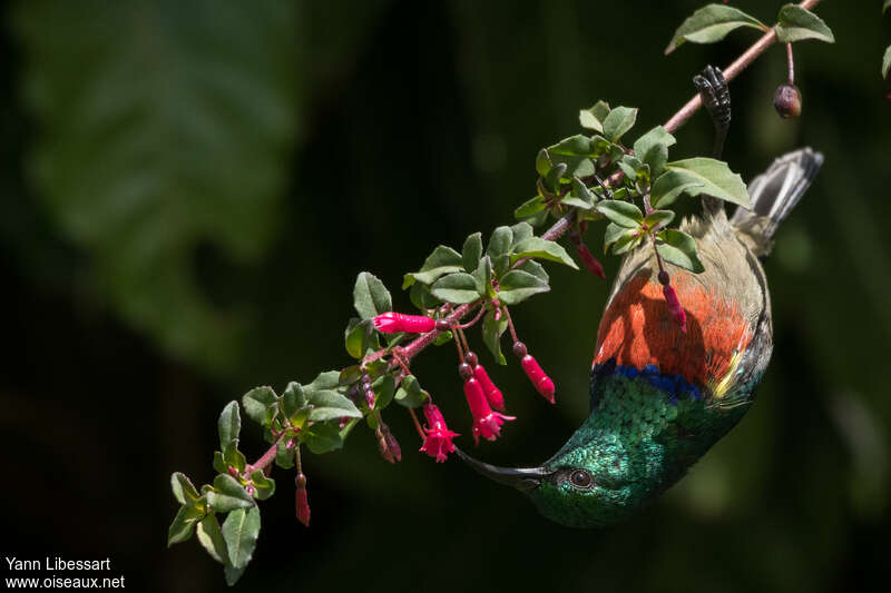 Eastern Double-collared Sunbird male adult, eats