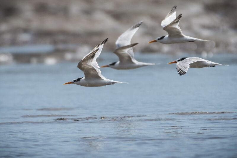 Lesser Crested Tern, Flight