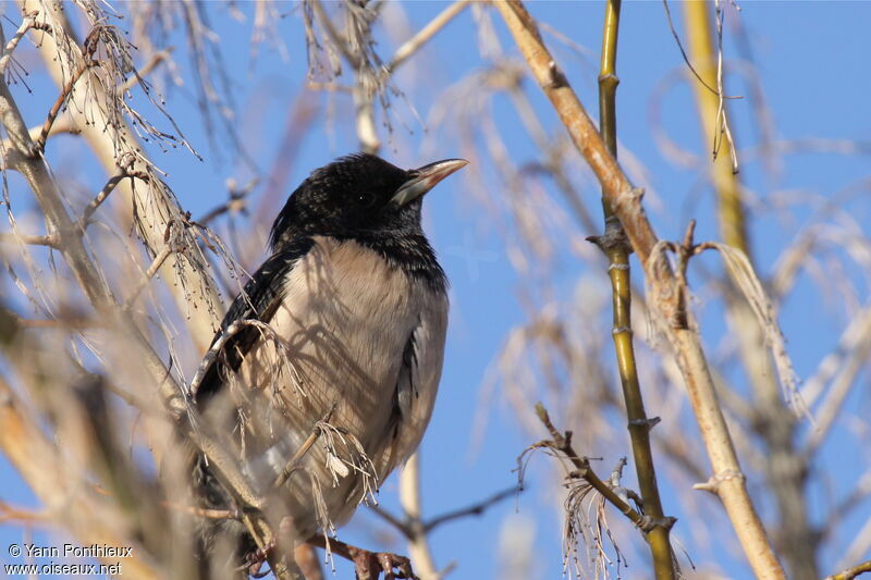 Rosy Starling female