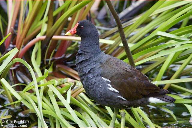 Gallinule Poule D Eau Adulte Yapo