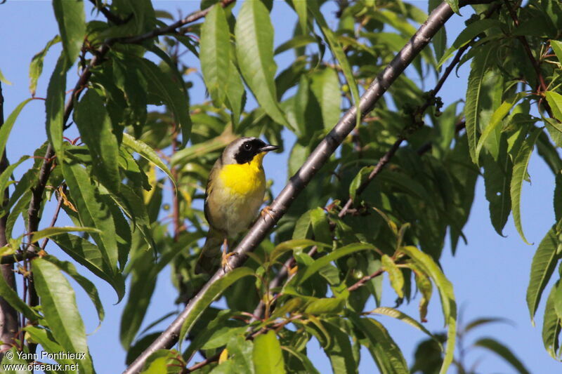 Common Yellowthroat male adult breeding