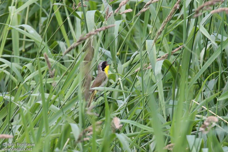 Common Yellowthroat male adult breeding, song