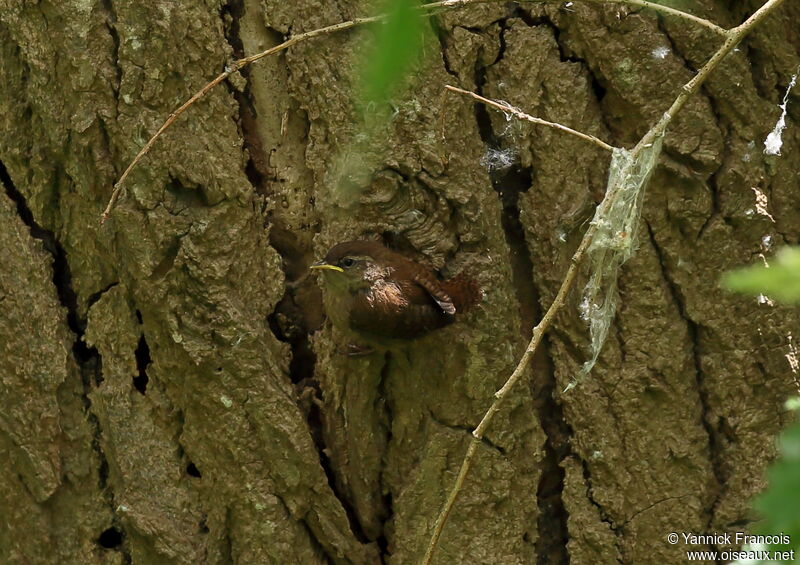 Eurasian Wrenjuvenile, habitat