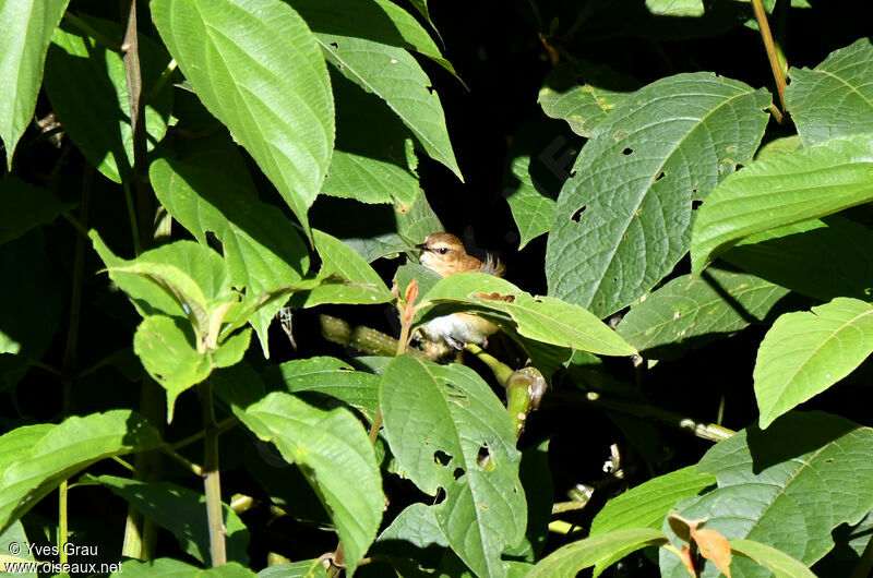 Cinnamon Bracken Warbler