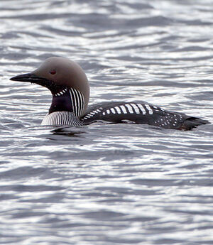 Plongeon Arctique - Gavia Arctica