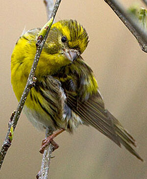 Serin Cini - Serinus Serinus