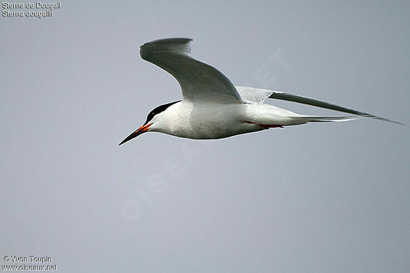 Roseate Tern, Flight