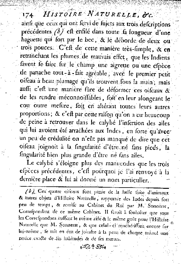 Le Calybé de la nouvelle Guinée