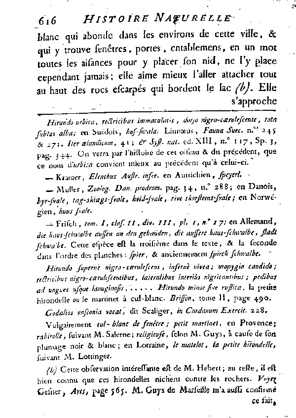 L'Hirondelle au croupion blanc ou l'Hirondelle de fenêtre.