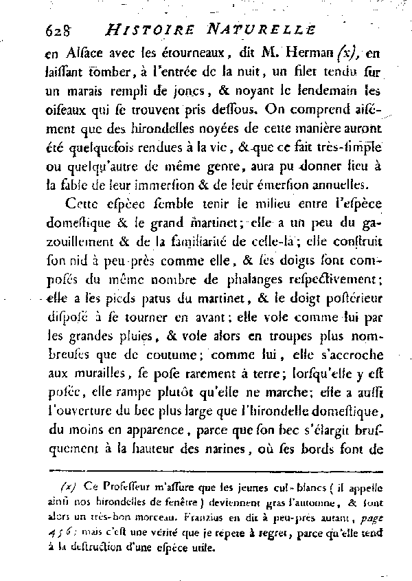 L'Hirondelle au croupion blanc ou l'Hirondelle de fenêtre.