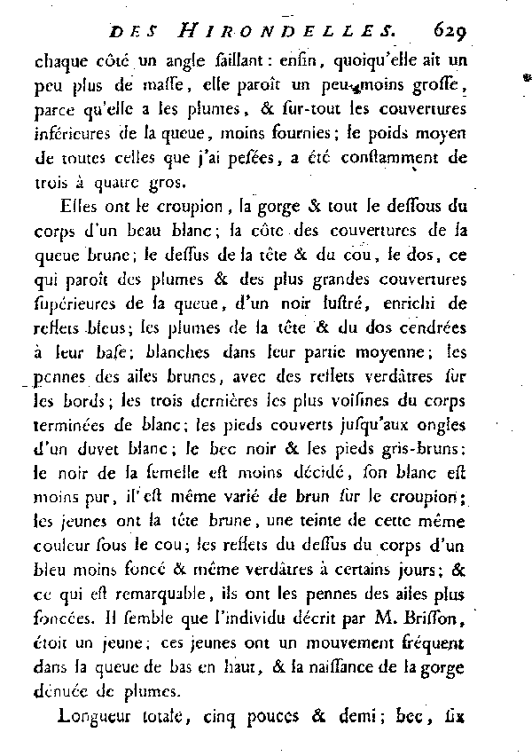 L'Hirondelle au croupion blanc ou l'Hirondelle de fenêtre.