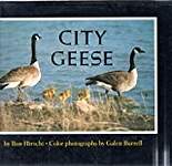 City Geese