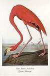 Audubon/Greater Flamingo
